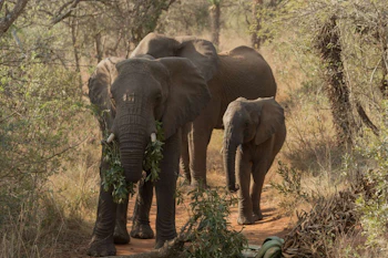 Babanango Game Reserve Zulu Rock Lodge Elephants